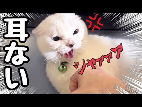 怒りで耳をなくした白猫に実家から追い出されてます…