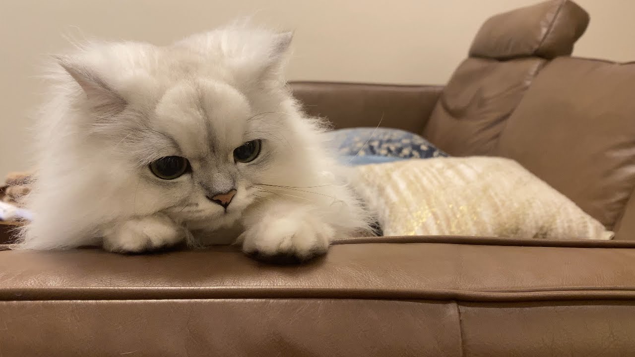 飼い主めがけて飛びかかってくる猫がかわいいw