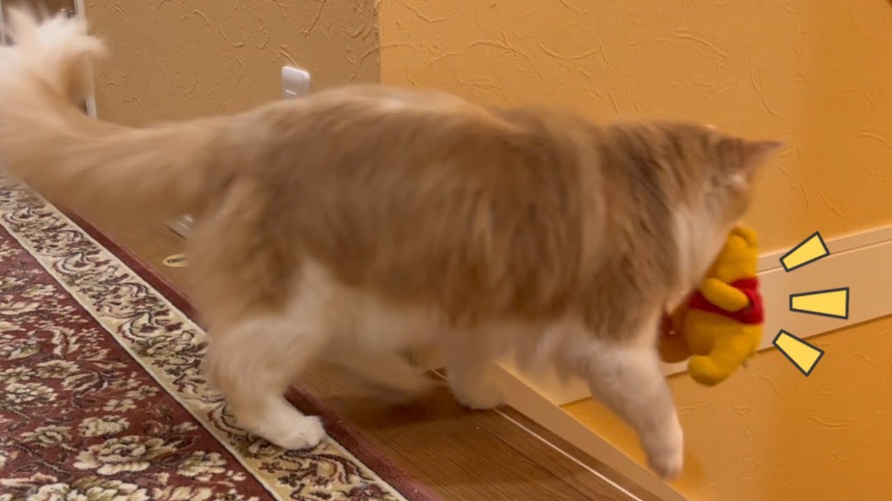 【謎の行動】ぬいぐるみを運ぶノルウェージャンフォレストキャットが可愛すぎた…❤️