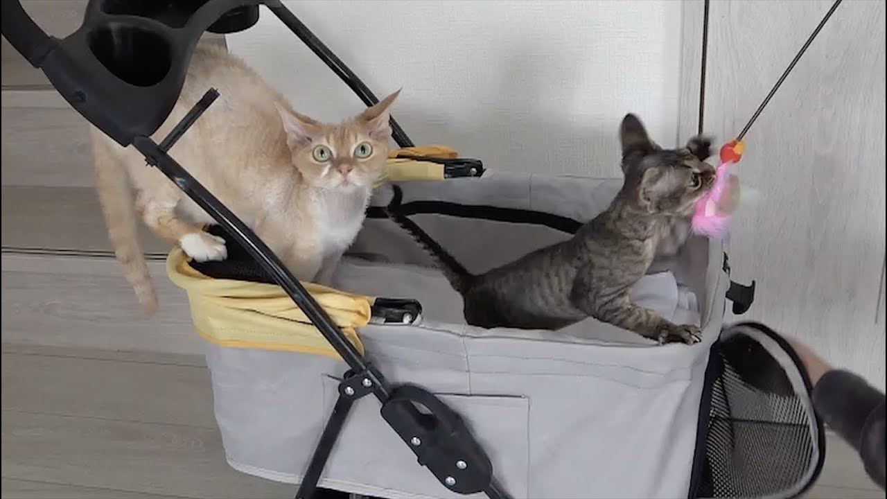 デボン兄弟2人病院行ってきました。(Devon Rex brothers go to the doctor.)