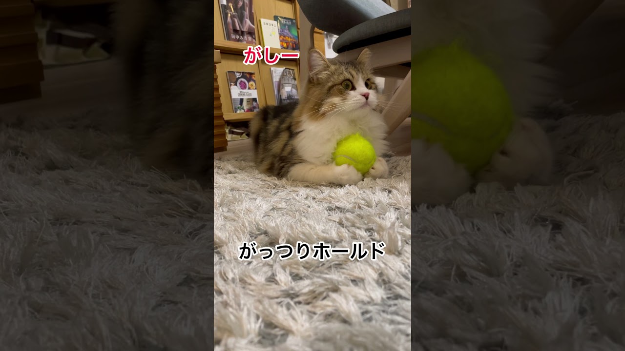 テニスボールと戯れるサイベリアンの子猫にゃんまる君#shorts