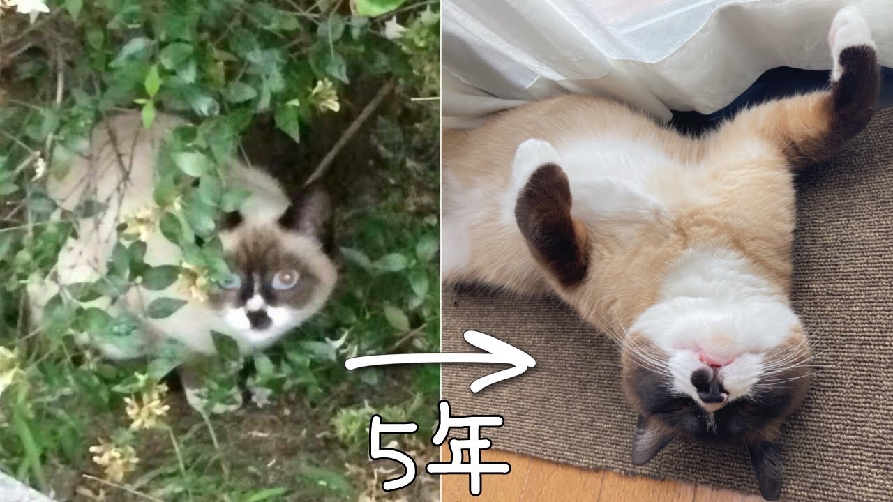 シャム猫の色変わりすぎ選手権 / 保護猫が幸せになるまで #shorts