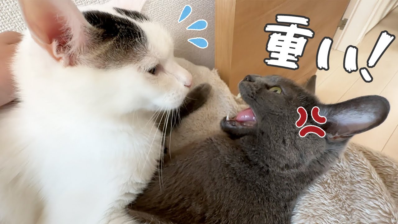 大好きなハムちゃんと上手く寝れないチロさん…