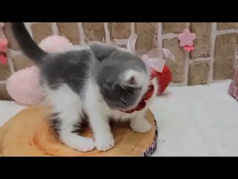 151501　ブリティッシュショートヘアー　♀　ペットショップWE ARE Oneモザイクモール港北店