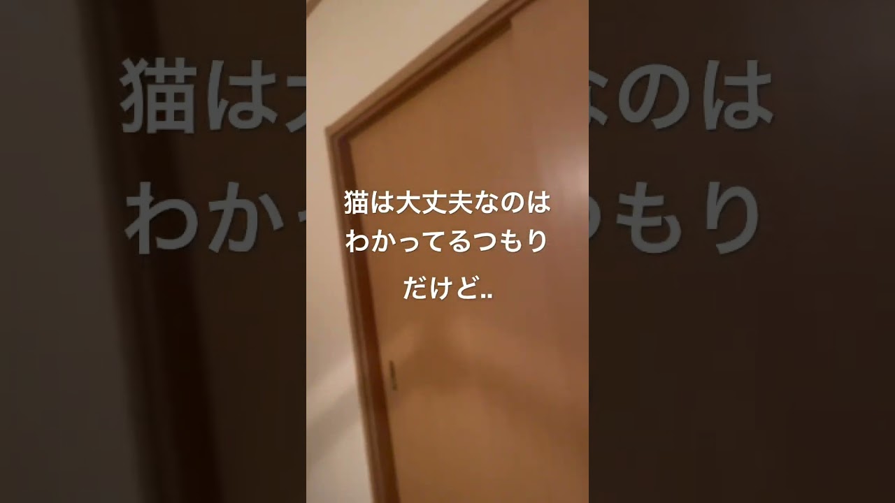 高いところが好きなリキ #ノルウェージャンフォレストキャット