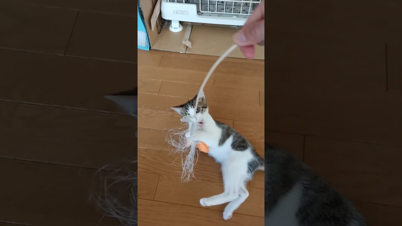 狩りの猛練習をする子猫 #shorts #猫