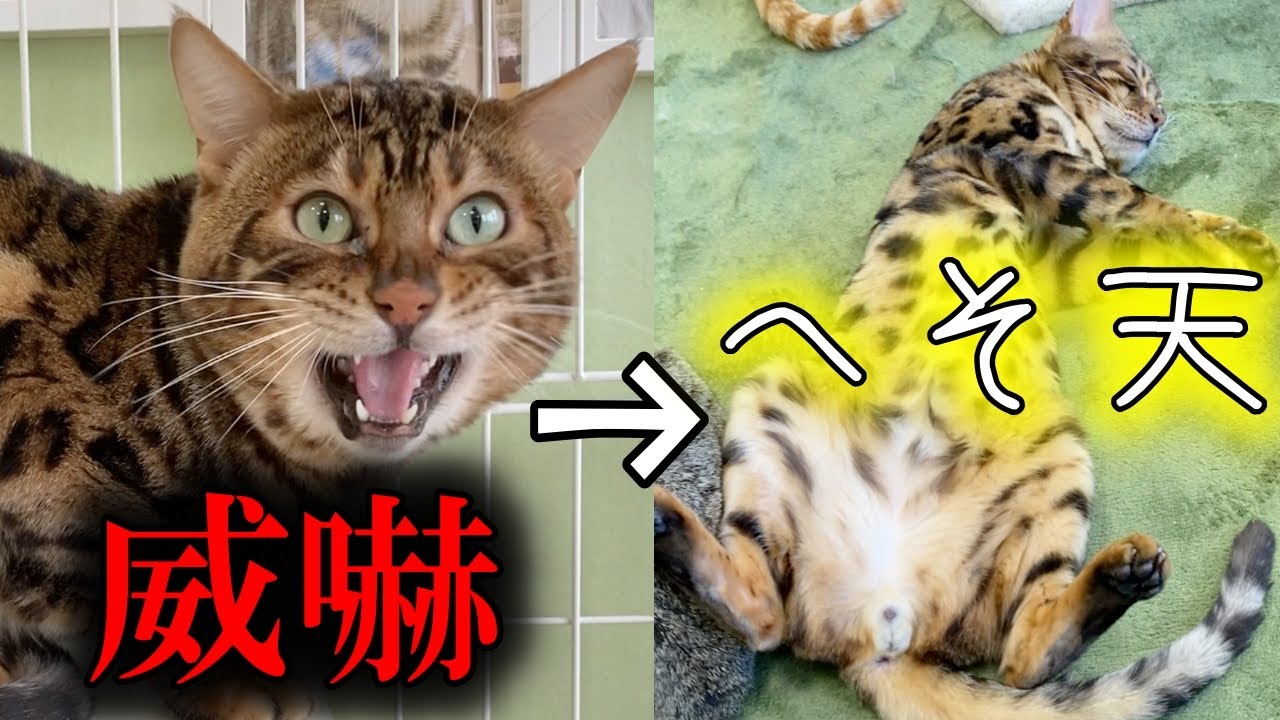 元繁殖猫のベンガル、トラウマや病気を乗り越え里親様が決まりました！