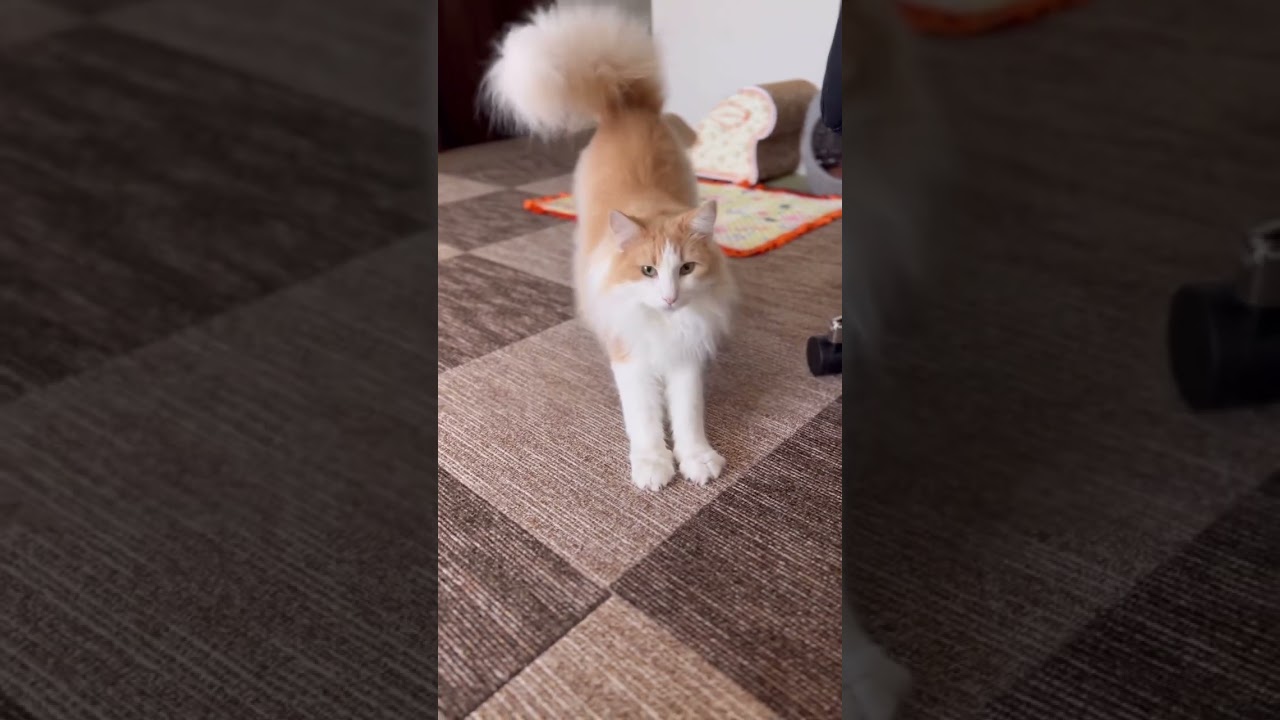 可愛い声で ごはん頂戴アピールをする ノルウェージャンフォレストキャット #shorts