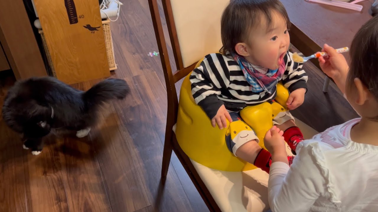 子供達が帰って来た事をいち早く察知する猫　ラガマフィン　A cat that quickly senses that the children have returned