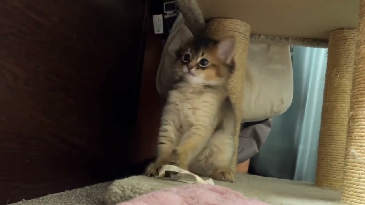 生後52日のソマリはこのくらいの可愛さという目安にしかならない、本当にただ可愛いだけの動画です。