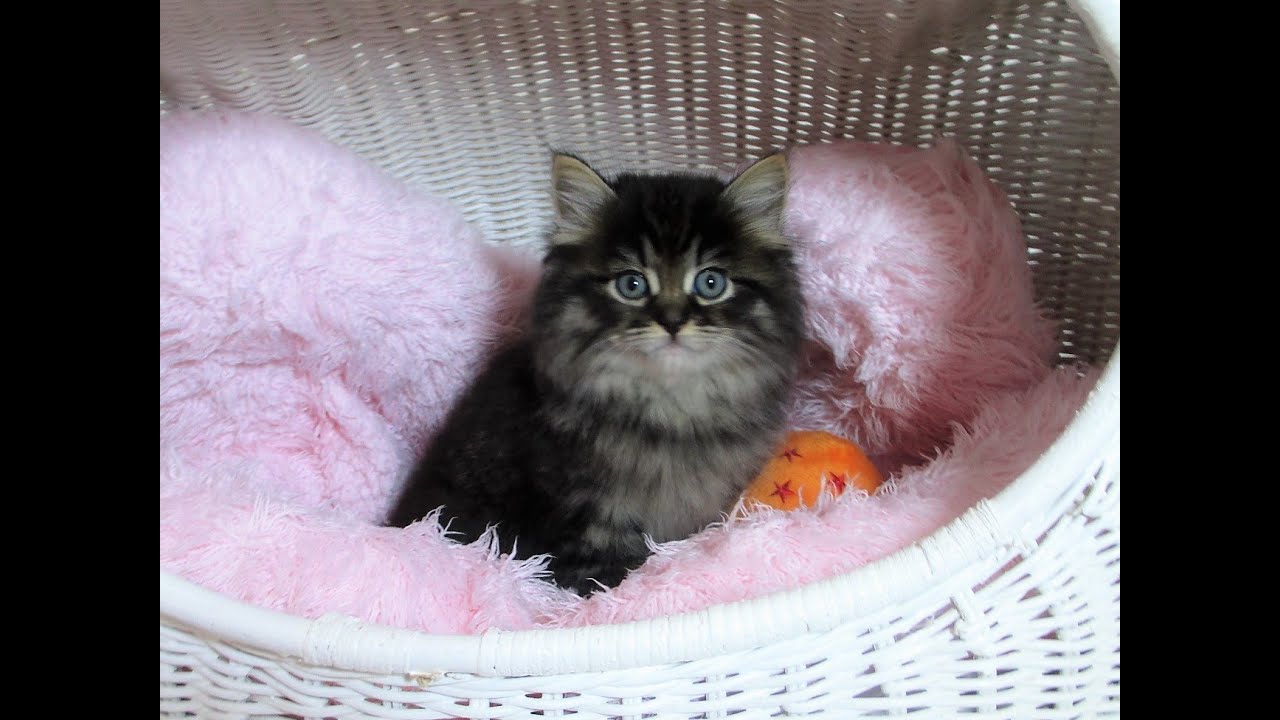 ☆中山店☆サイベリアン☆3/18お家が決まりました♪