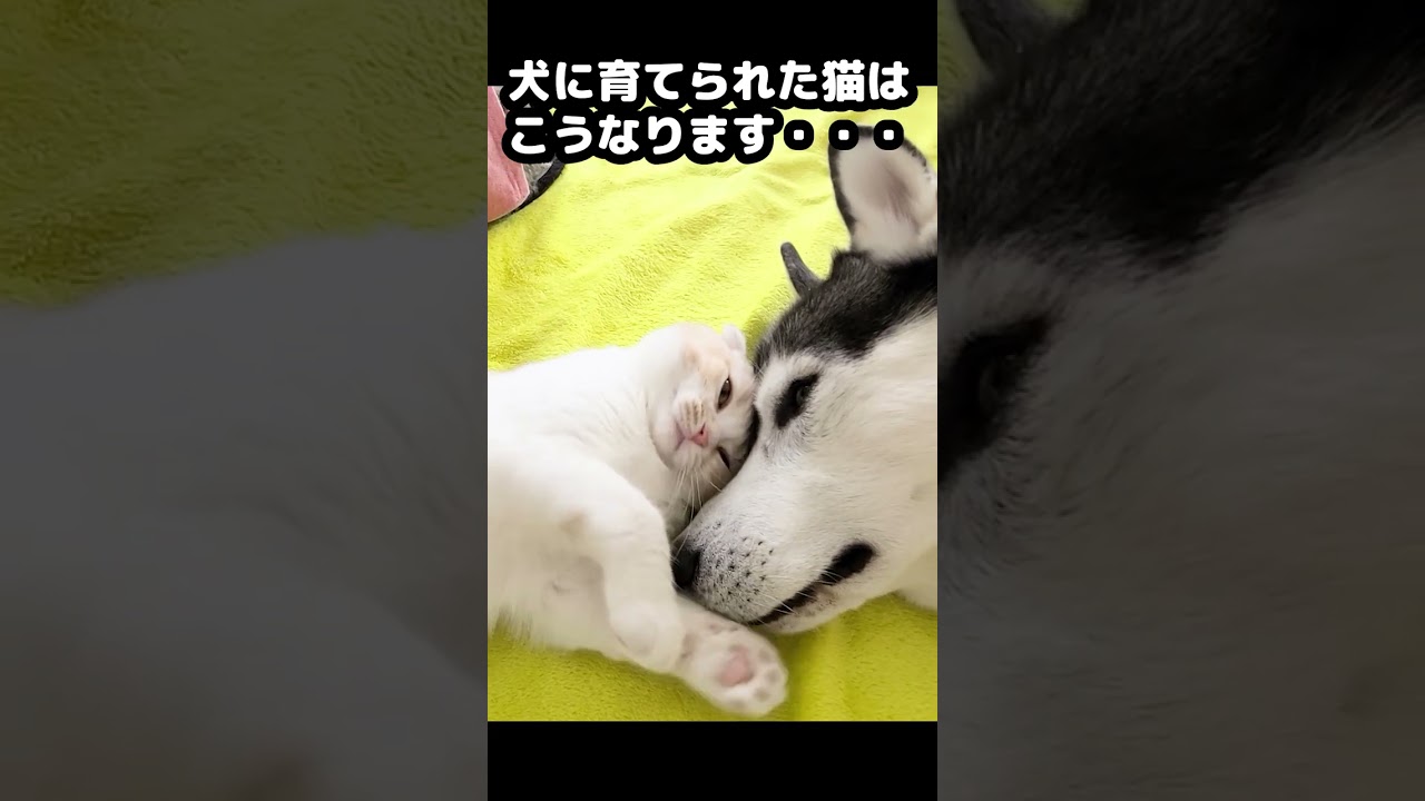 ハスキー犬が育てた猫は大人になりこうなりました...#猫 #shorts
