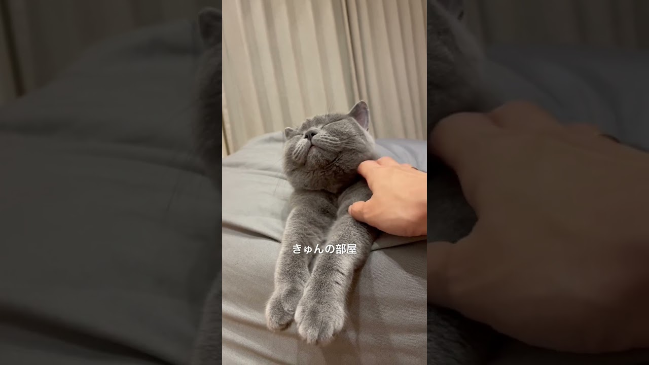 最高にかわいい#ブリティッシュショートヘア #猫