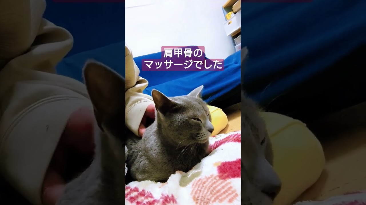 【猫動画】嫁にマッサージされたいロシアンブルー#shorts #russianbule