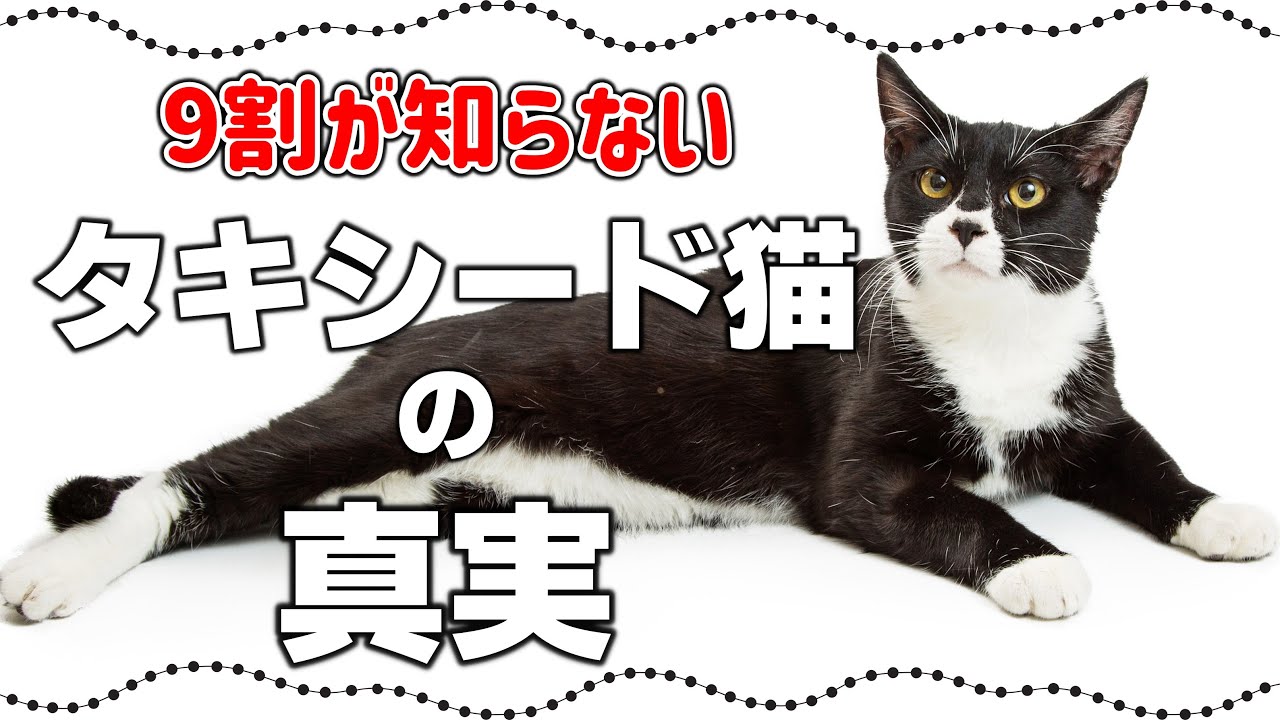 タキシード猫の驚きの真実15選｜黒白猫の豆知識・特徴や性格も