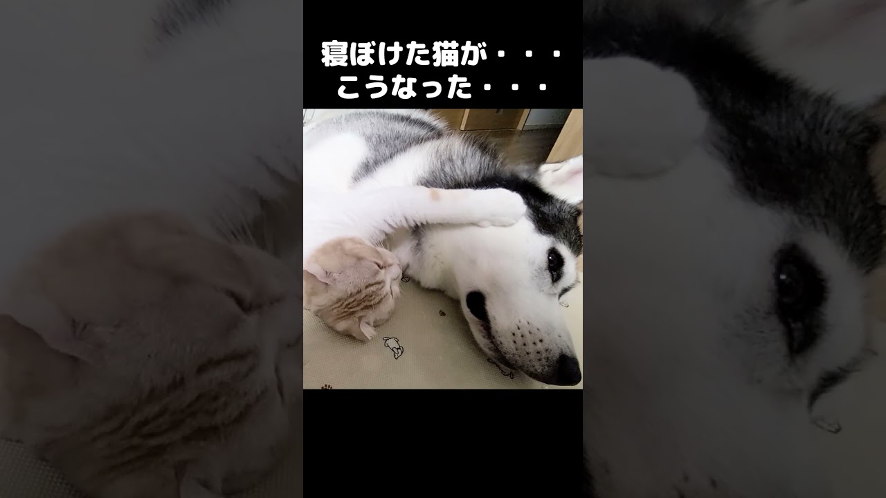 深夜に寝ぼけた猫がこうなりました。笑 #猫 #shorts