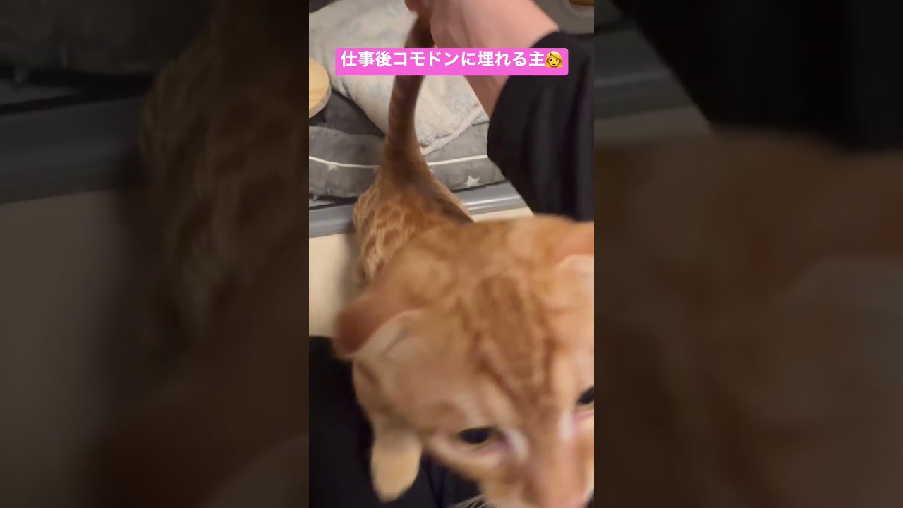 コモドンの胸元フェチです🐈 #キンカロー #猫 #マンチカン #アメリカンカール　#猫のいる暮らし #たれみみ #cat #catlover #catvideos #고양이