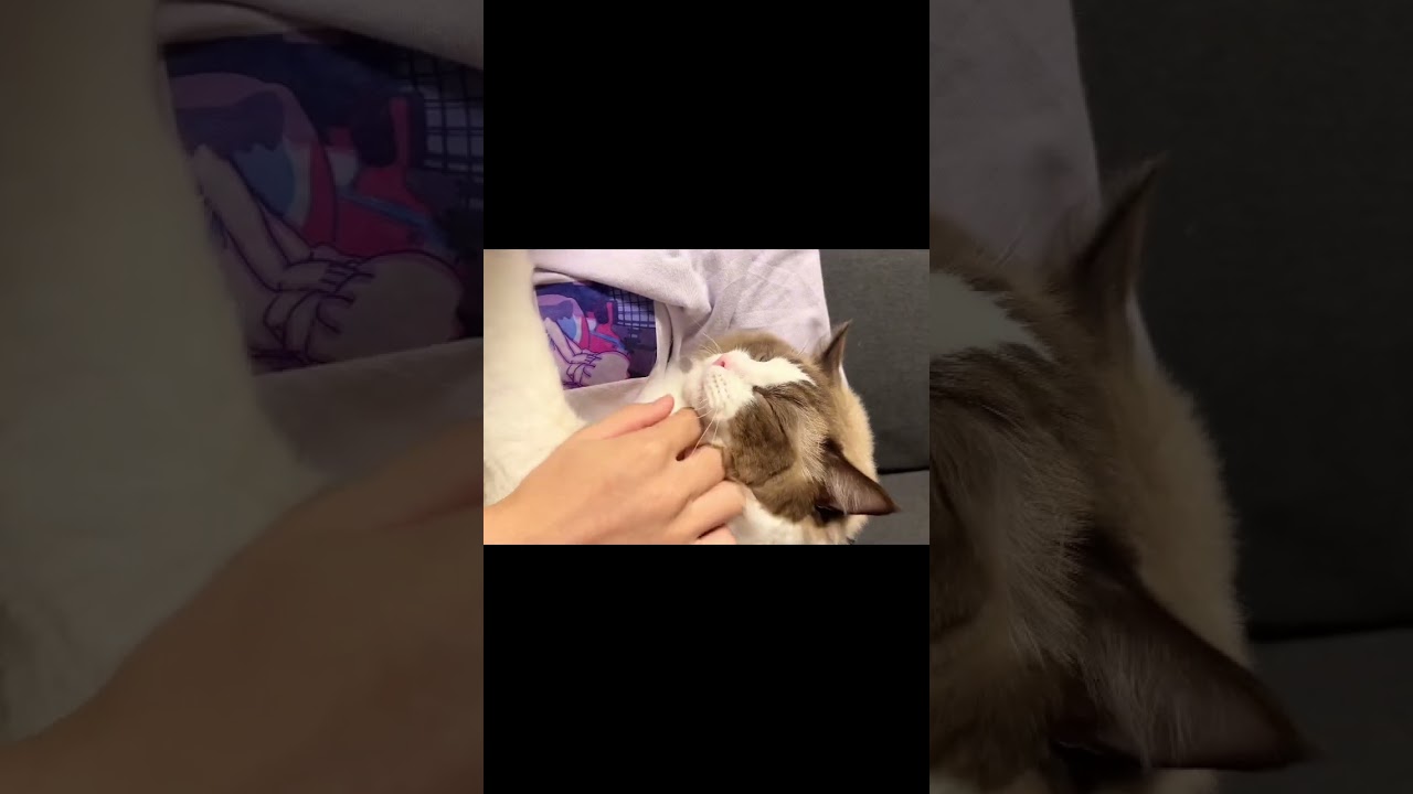 猫さん（1歳）、抱っこが大好きすぎる。【ラグドール】