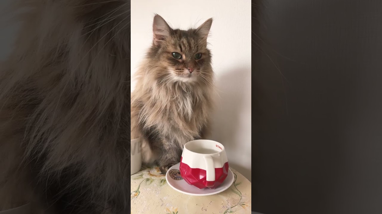 クマでなくネコ# #ノルウェージャンフォレストキャット #cat #猫 #cats #大型猫 #猫との暮らし #かわいい #猫動画 #shortsvideo #shorts