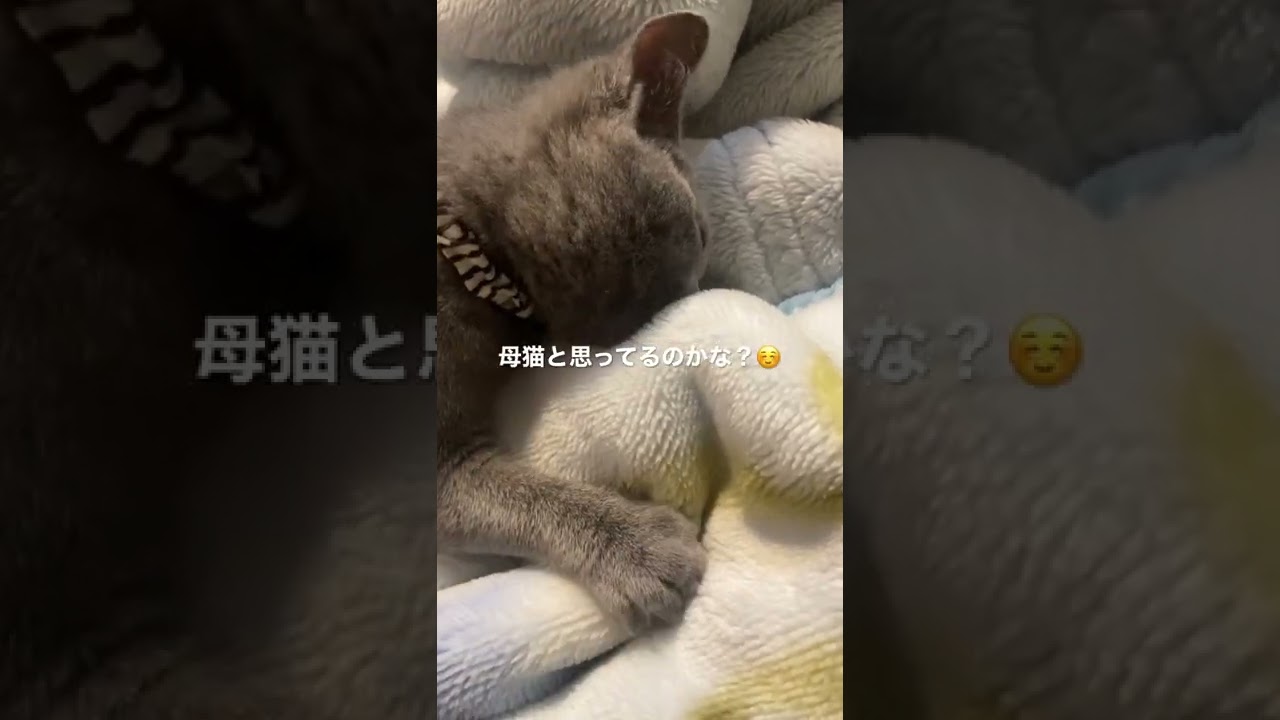 シャルトリューの仔猫が毛布を母だと思っているようです #shorts #シャルトリュー #猫 #猫のいる暮らし #ごろごろ #ふみふみ