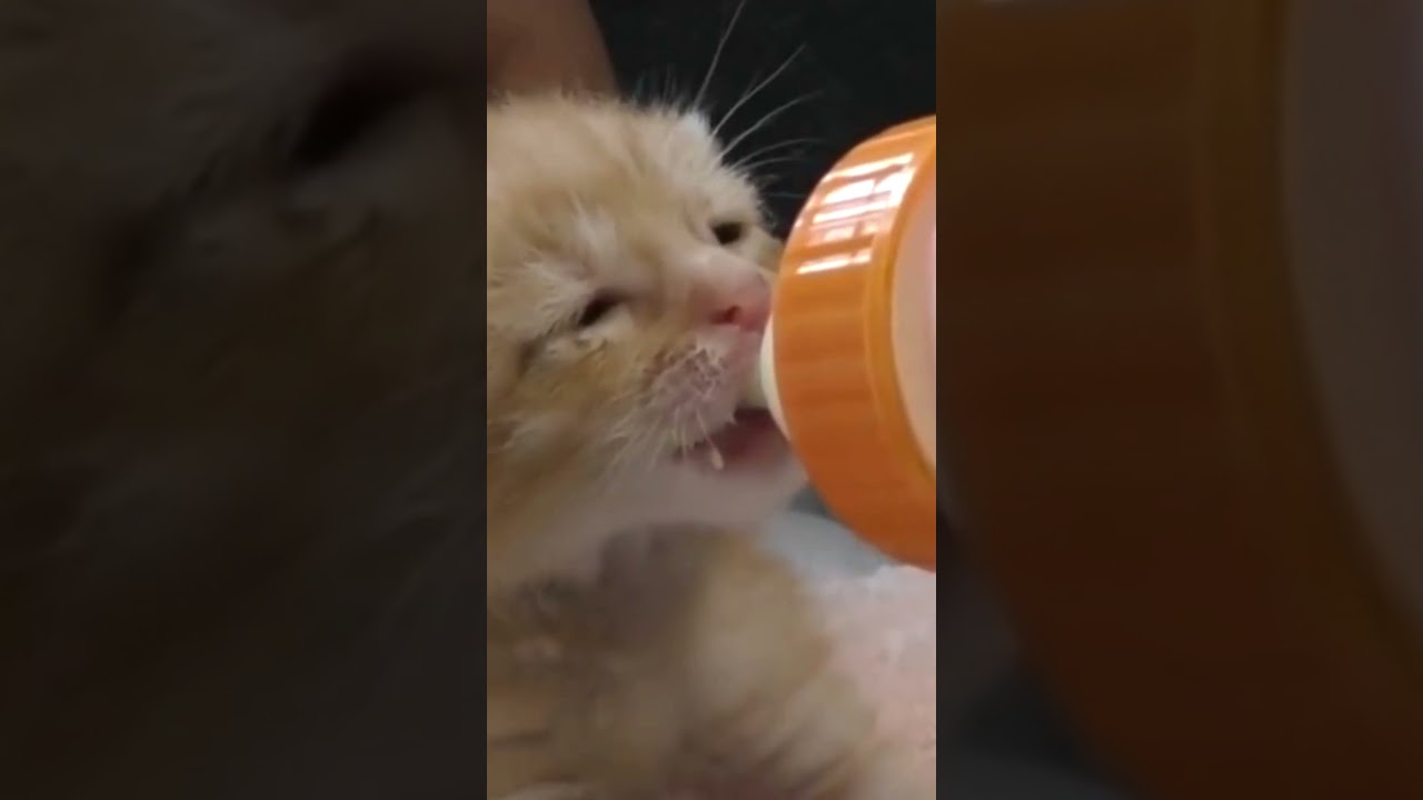 子猫赤ちゃんが一生懸命にミルクを飲む姿に癒される　 #shorts