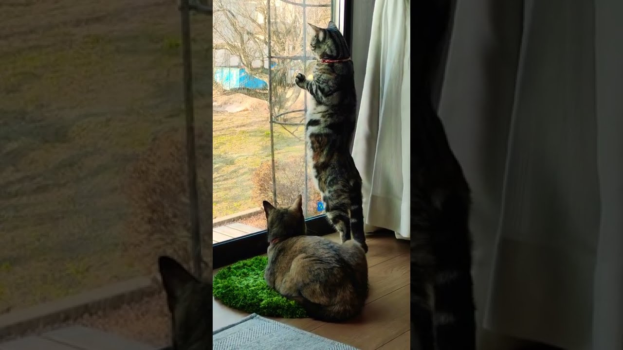 野良猫を発見した猫！(ΦωΦ)#アメリカンショートヘア#サビ猫#かわいい猫