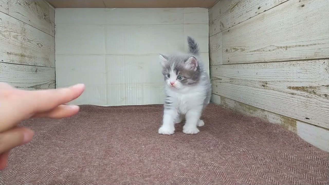 サイベリアン ブルータビーホワイトの男の子♪