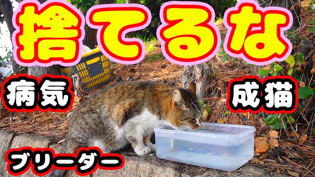 【野良猫】お腹いっぱいさくらねこたちに食べさせた キレイな水を飲んでくれた