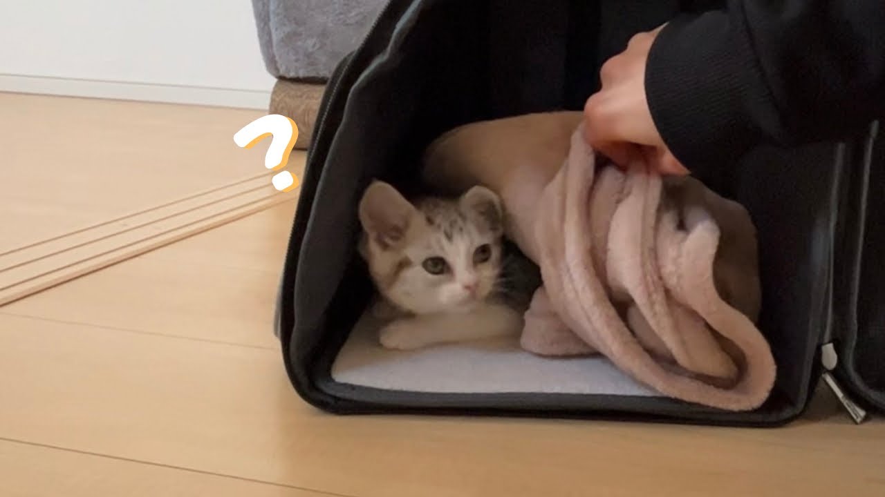 お迎えした子猫が警戒心ゼロでした（子猫お迎え初日）