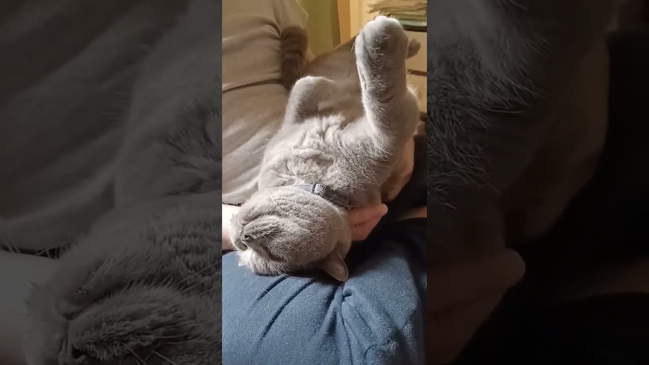 #ブリティッシュショートヘア　 #ねこ #ねこのいる暮らし