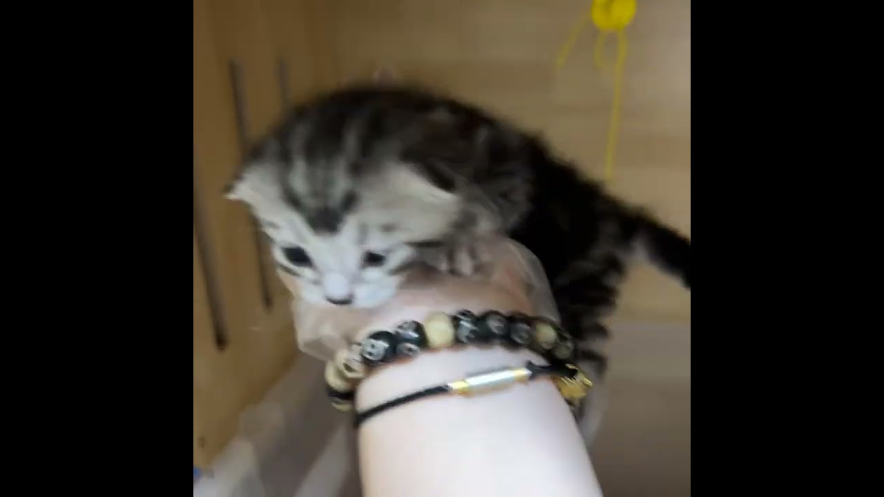 アメリカンショートヘア 兄弟姉妹６匹　6️⃣シルバー男の子💓