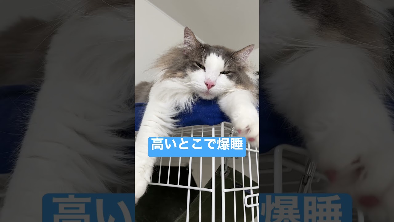高い所で液体化する猫。【ノルウェージャンフォレストキャット】♯shorts
