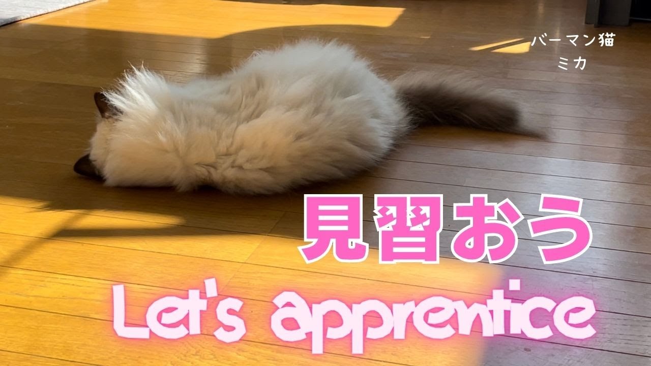 バーマン猫ミカ【見習おう】Let's apprentice（バーマン猫）Birman/Cat