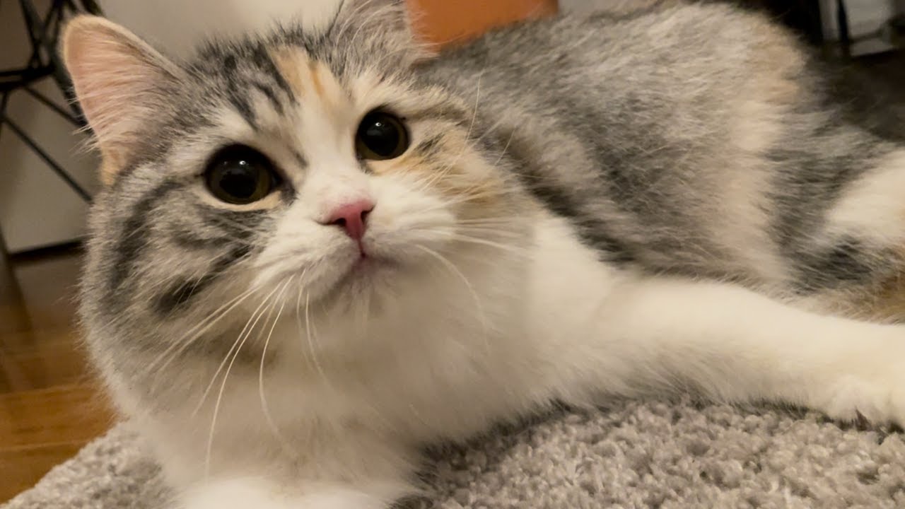 初めてのレーザーポインターに猫が大興奮！！【スコティッシュフォールド】