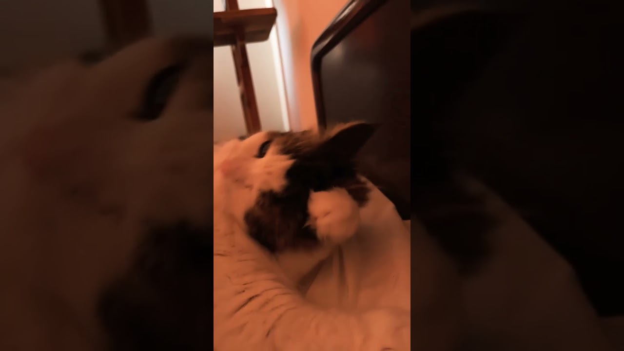 そんなに、むきにならなくても💦#shorts #shortsvideo #ノルウェージャンフォレストキャット #cats #cat #猫 #大型猫 #猫との暮らし #かわいい #猫動画
