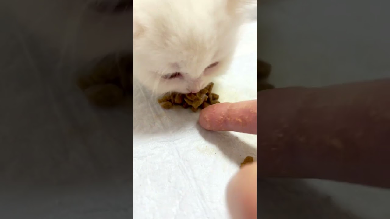 小さくてもご飯はモリモリ食べます〜😍　　#短足マンチカン #マンチカン #子猫 #ペット蔵人 #子猫の成長記録 #猫のいる生活 #ミヌエット #白猫 #cat #cats #shorts