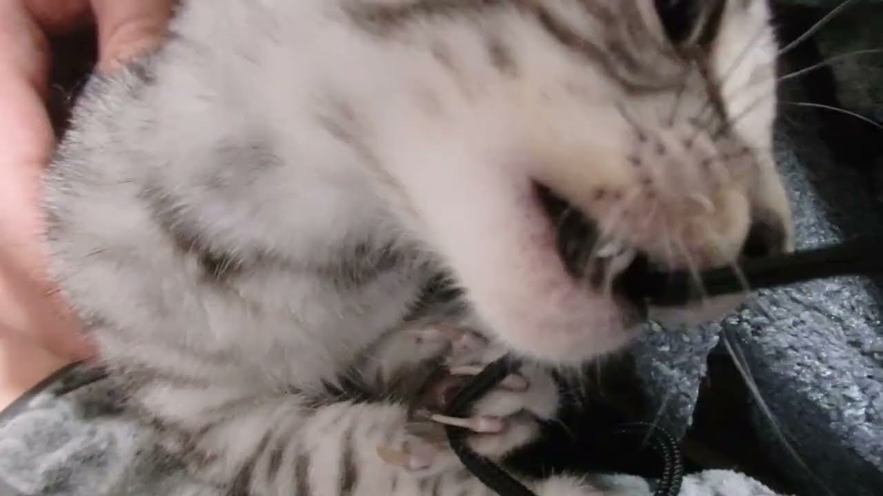 ひもひもはむはむ(=^☆▽☆^=)