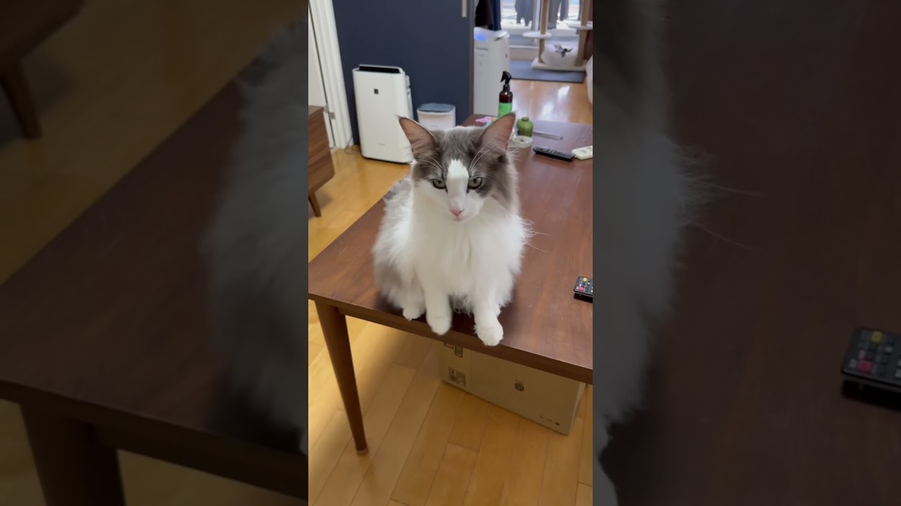 猫が手招きするので近づいてみたら…【メインクーン】#shorts