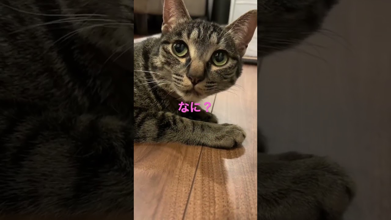 まったりちゅう#shorts #ねこ #こねこ #ロシアンブルー #cat