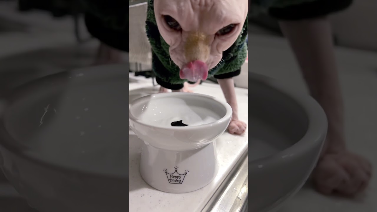 スフィンクス猫はぬるま湯がお好き #shorts