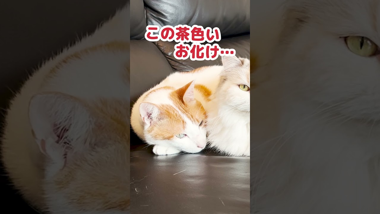 茶色いお化けに取り憑かれています #Shorts