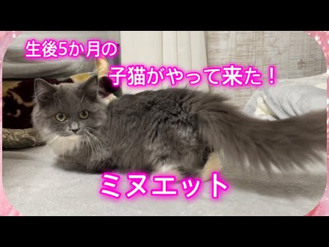 【子猫がうちにやって来た】ミヌエット