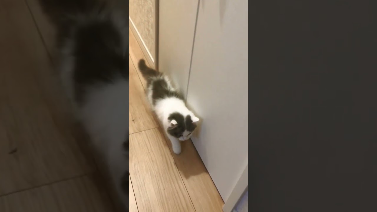 ちどりねこ#shorts #かわいい #ラガマフィン#猫のいる暮らし