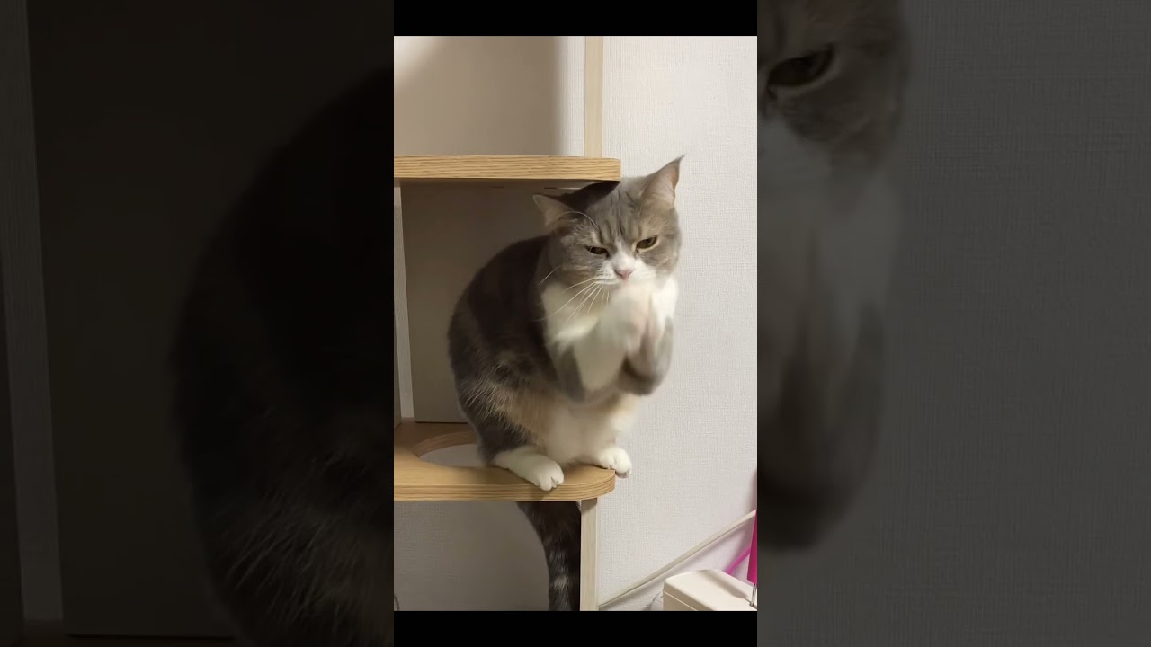 へっぴり腰でちょうだいする猫 #スコティッシュフォールド