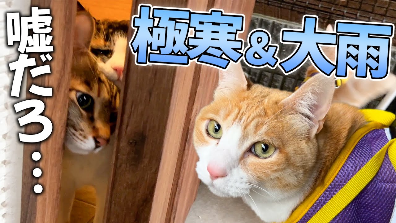 【嘘だろ】極寒＋大雨なのに散歩に行きたいネコがいるらしい。。。