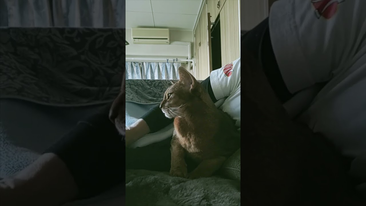 ネコ動画あび#747　#shorts　あびの毎日　アビシニアン　あびブログ