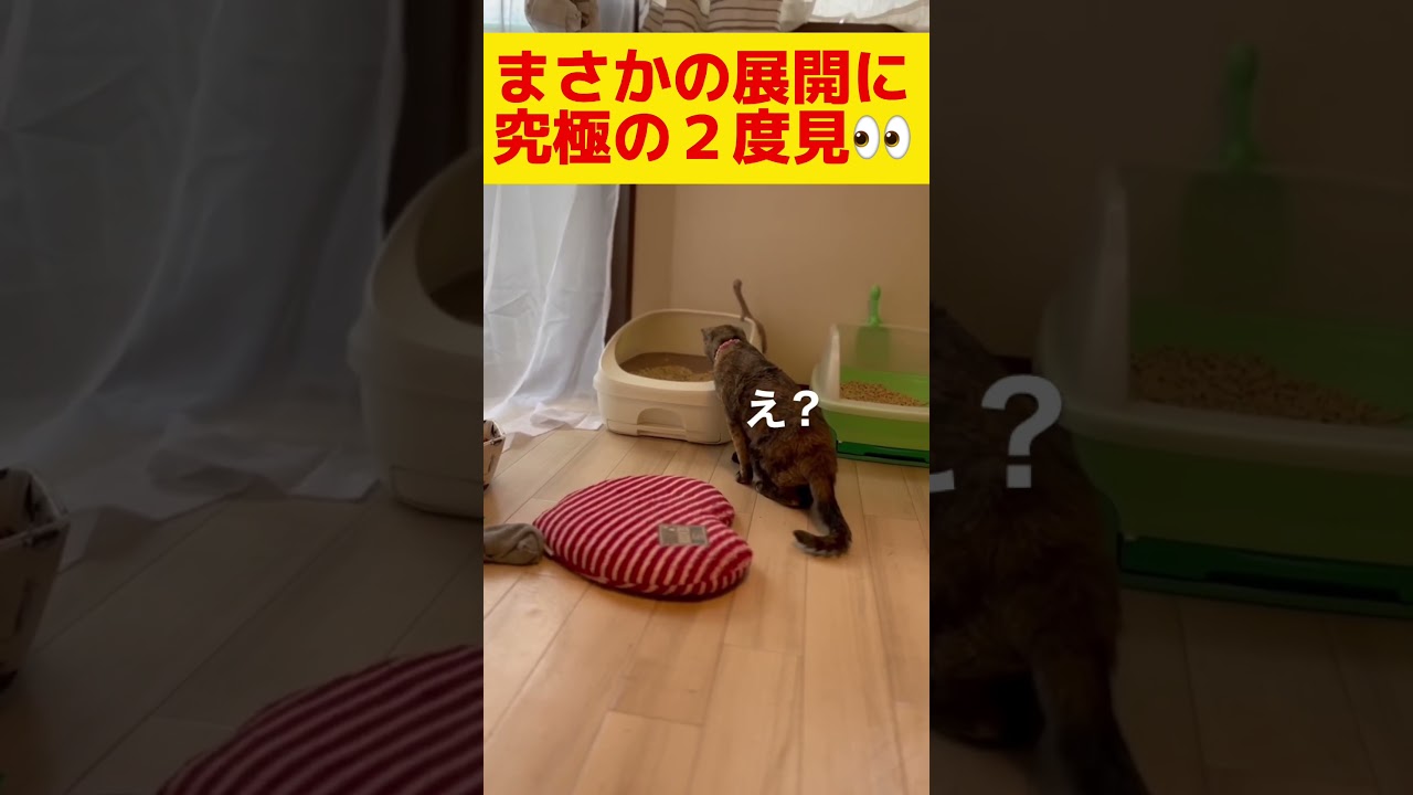 【子猫】こんなことある？？って顔の子猫#shorts #shortvideo #おもしろ