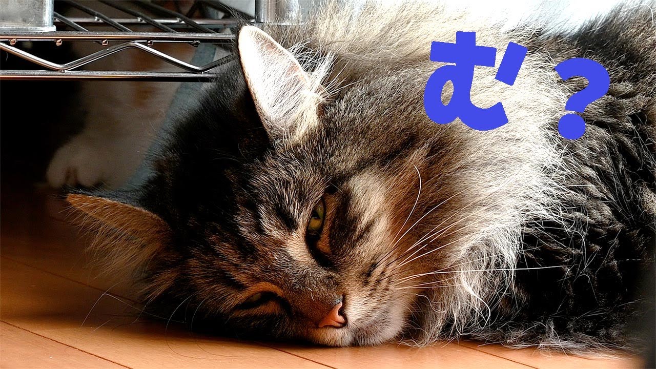 お昼寝中のメインクーンにちょっかいを出し続けるサイベリアンと眠気Maxなメインクーン