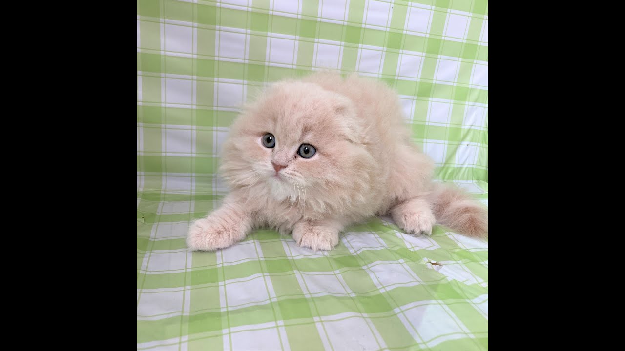 NA230204スコティッシュフォールド