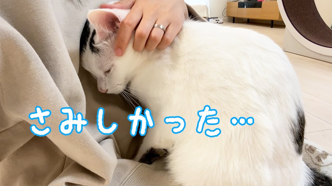 朝からチロさんがママにべったり甘える日